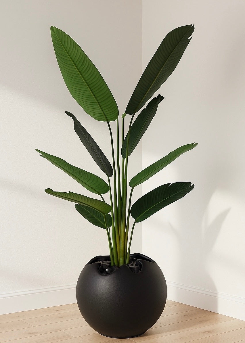 Banana Plant (160cm)