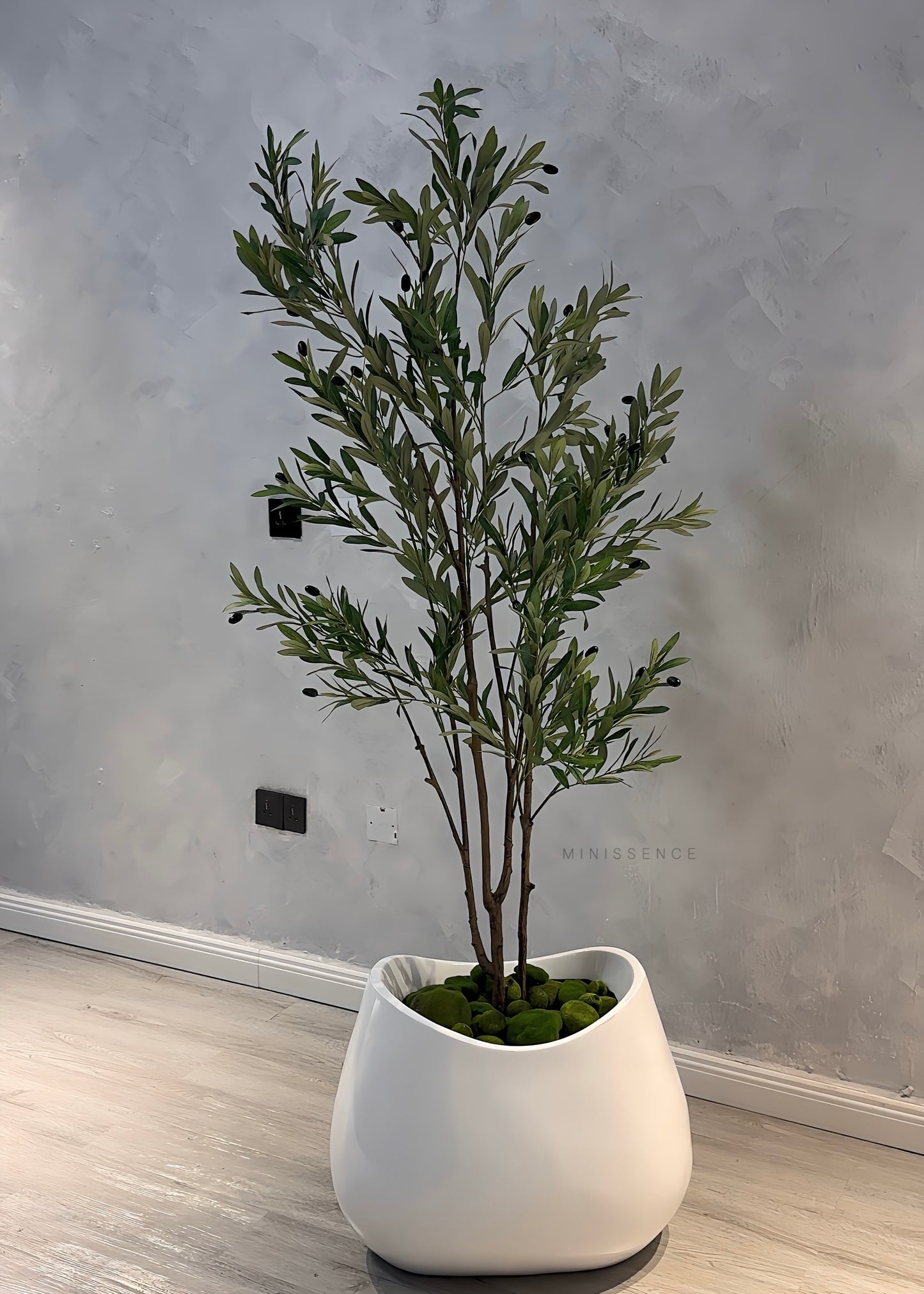 Multi Stems Olive Plant