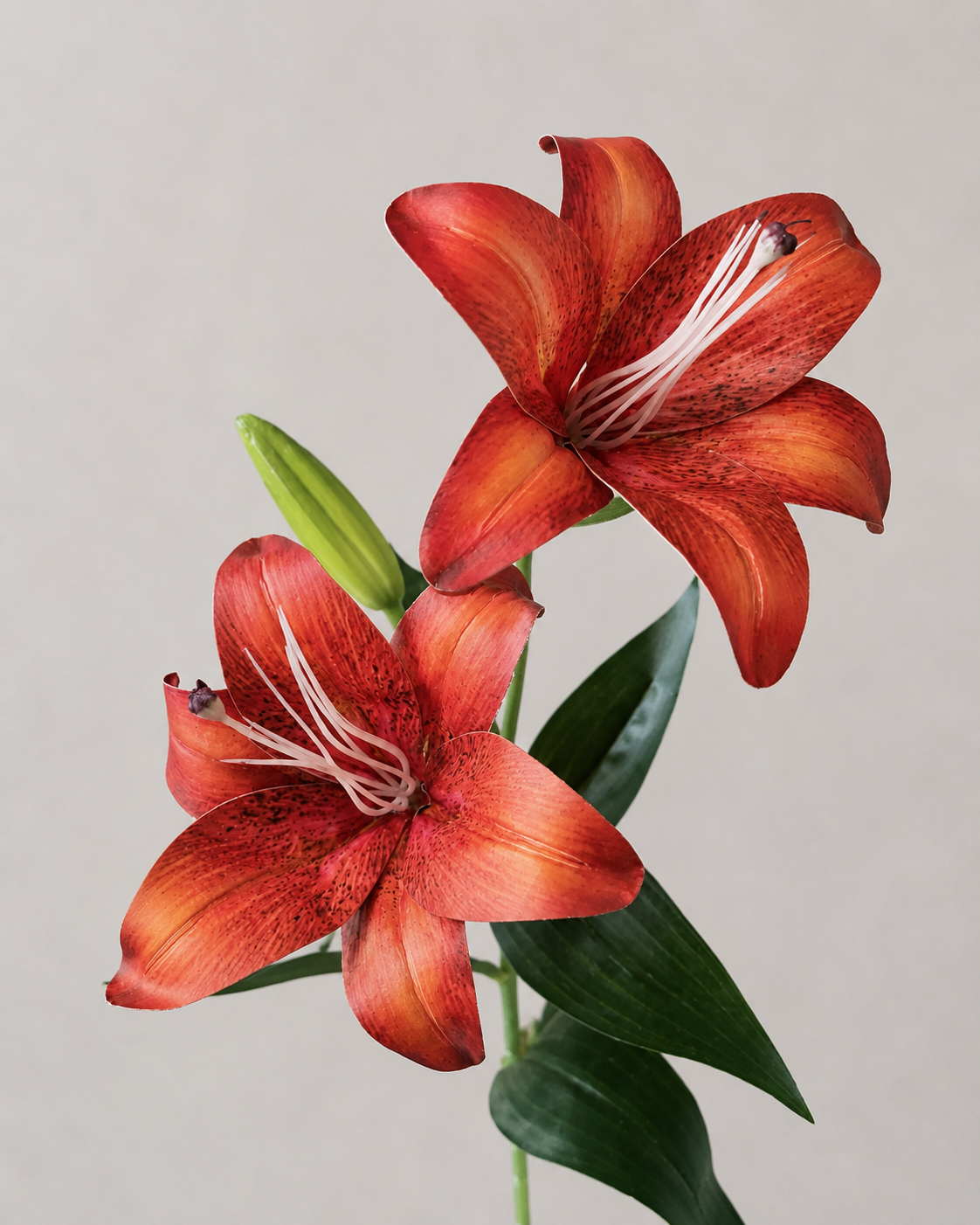 Signature Lily Stem