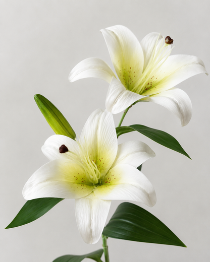 Signature Lily Stem