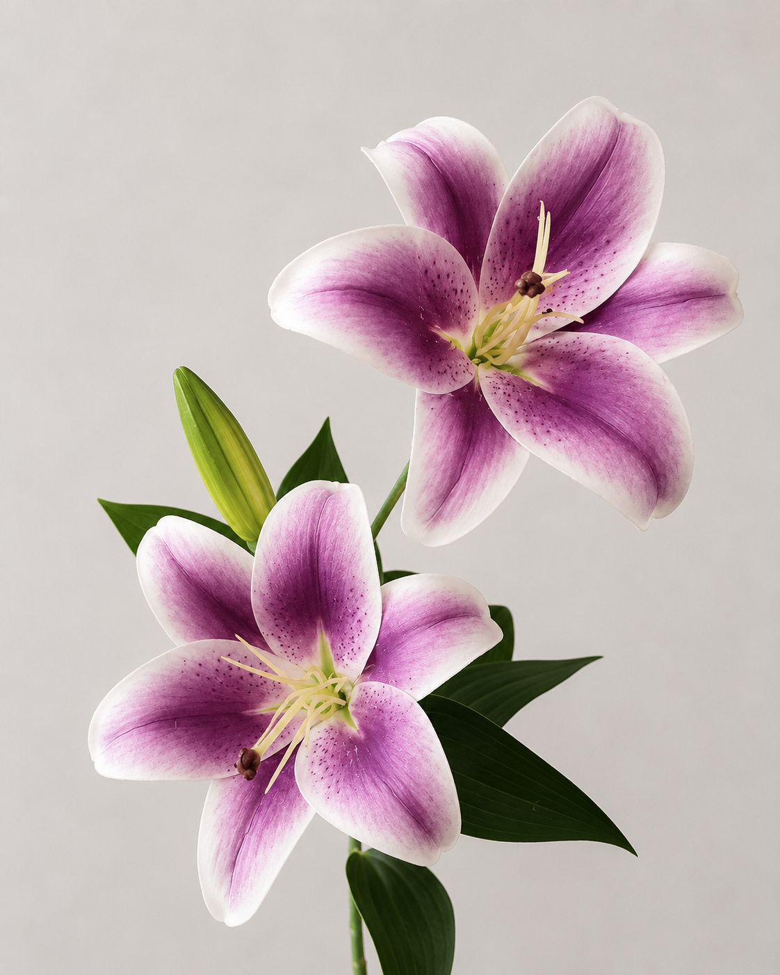 Signature Lily Stem