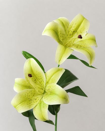 Signature Lily Stem