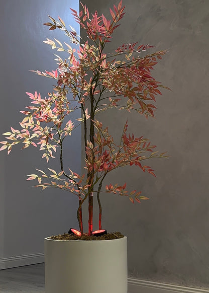Coral Nandina Tree (160cm)