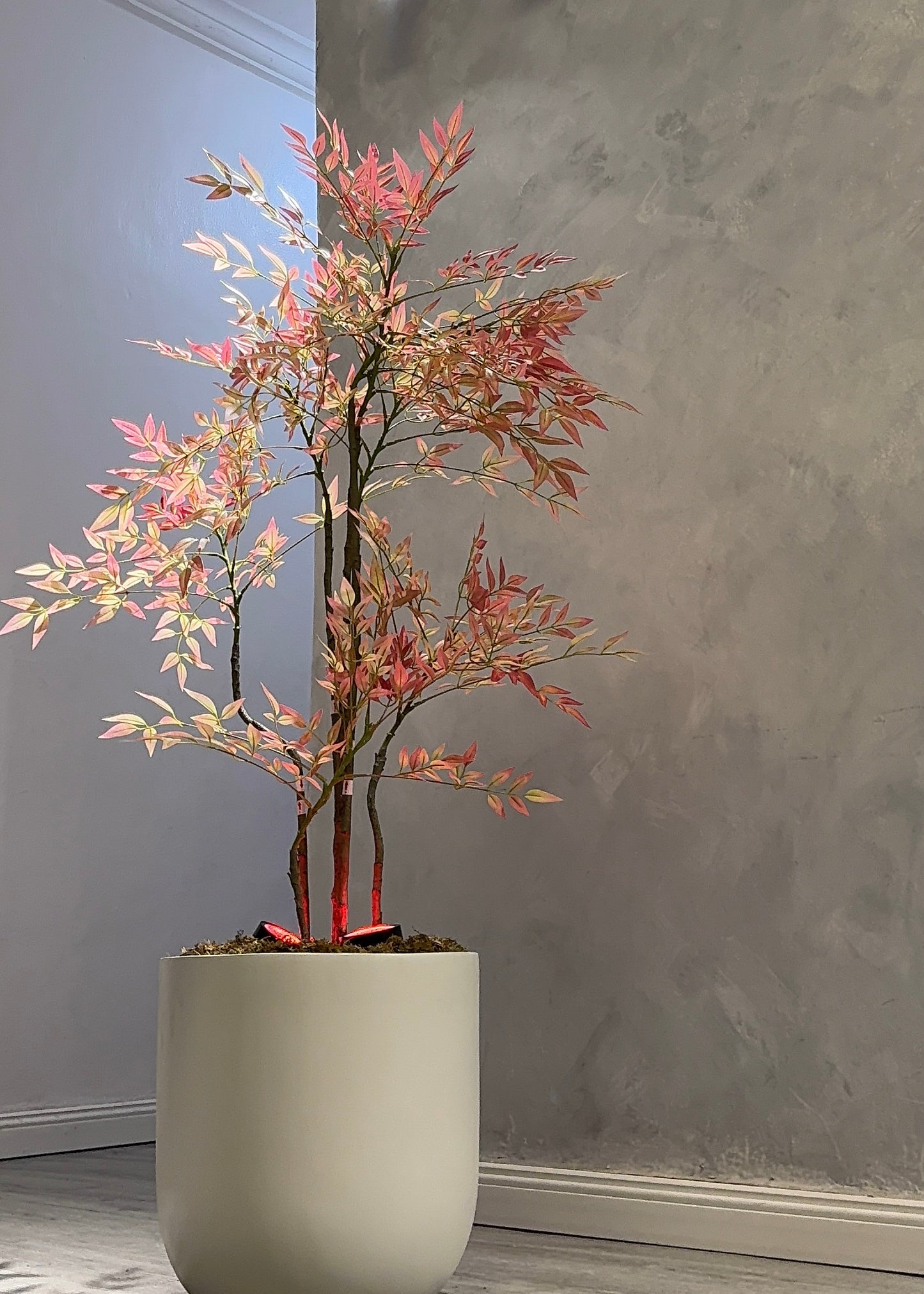 Coral Nandina Tree (160cm)