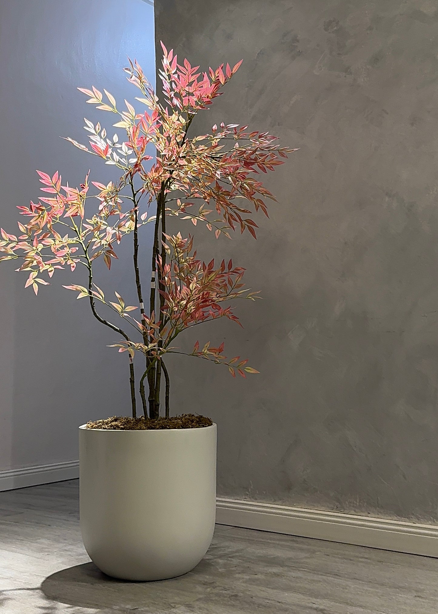 Coral Nandina Tree (160cm)