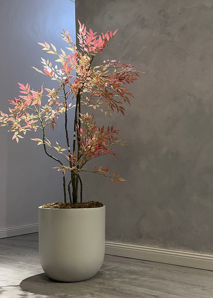 Coral Nandina Tree (160cm)