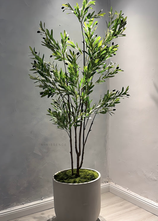 Multi Stems Olive Plant