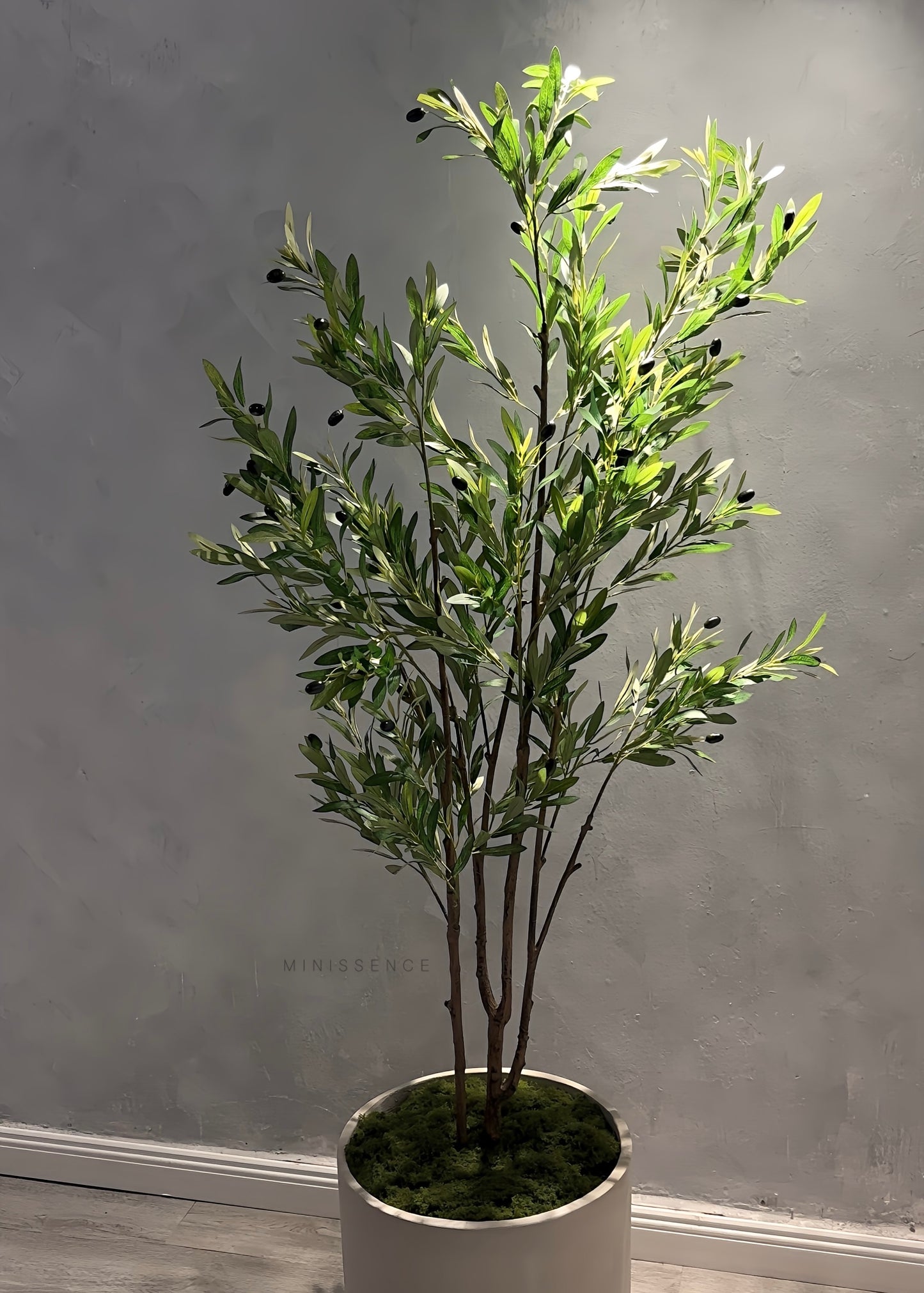 Multi Stems Olive Plant