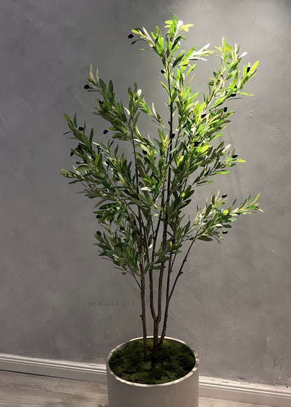 Multi Stems Olive Plant