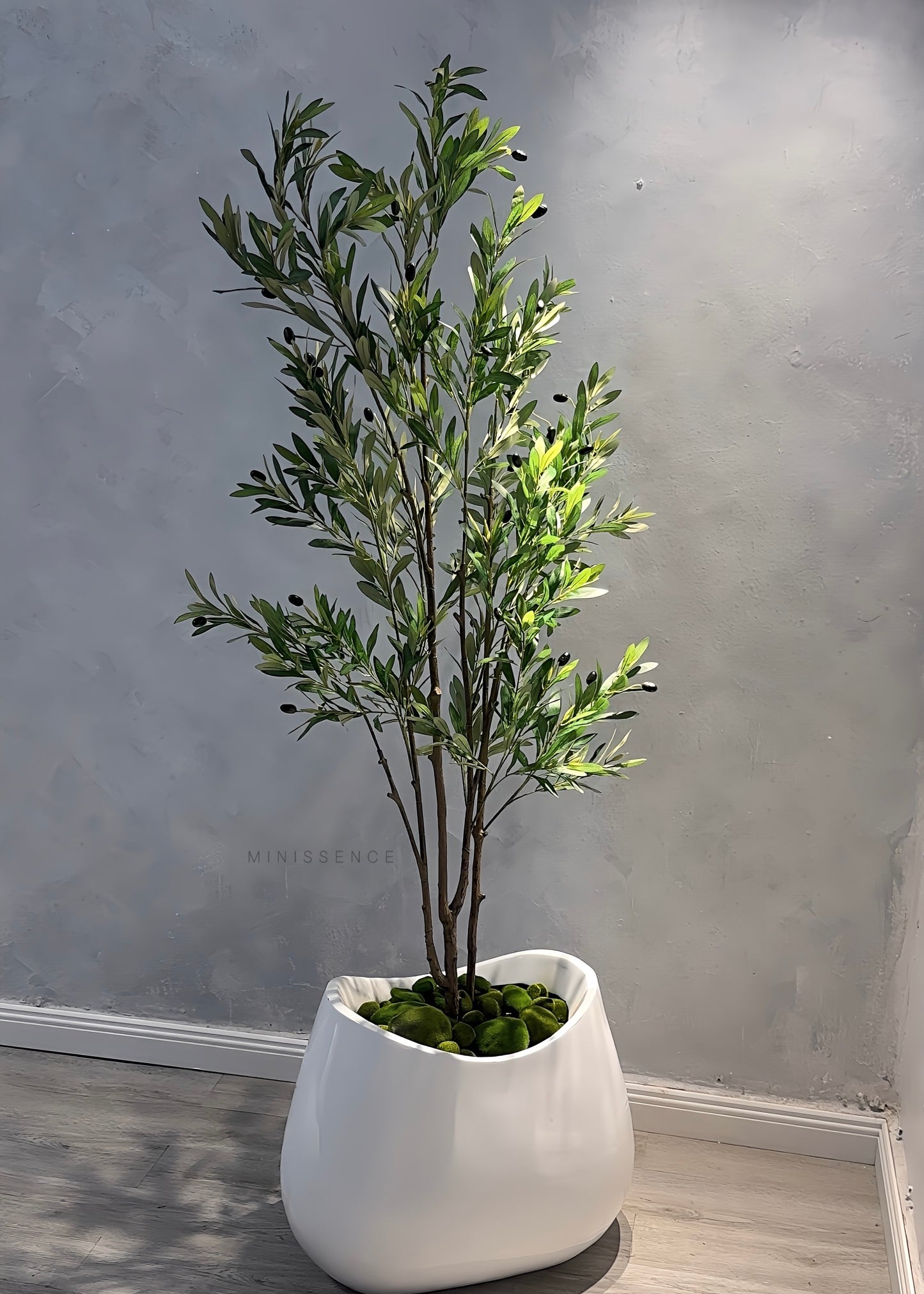 Multi Stems Olive Plant